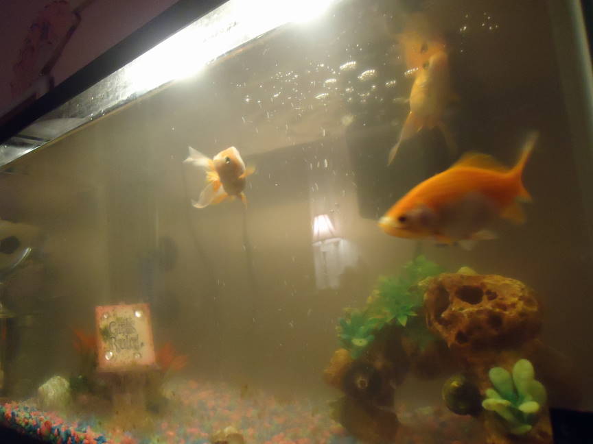 goldfish-dirty-fish-tank